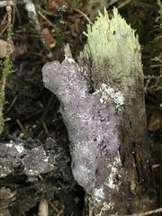 Nectriopsis violacea