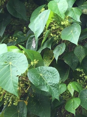 Psilogramma casuarinae