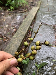 Castanopsis carlesii