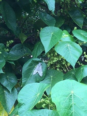 Psilogramma casuarinae