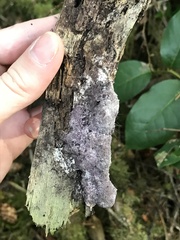 Nectriopsis violacea