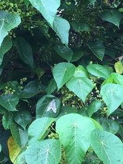 Psilogramma casuarinae