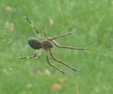 Araneus cavaticus