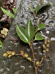 Castanopsis carlesii