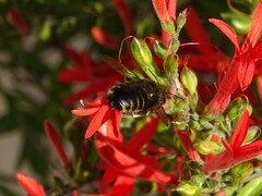 Xylocopa tabaniformis parkinsoniae