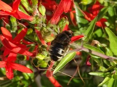 Xylocopa tabaniformis parkinsoniae