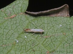 Phyllocnistis citrella