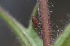 Macrosiphum