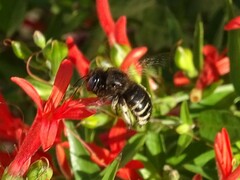 Xylocopa tabaniformis parkinsoniae