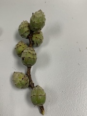 Castanopsis carlesii