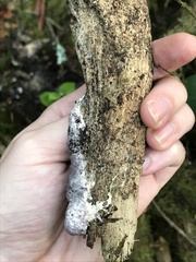 Nectriopsis violacea