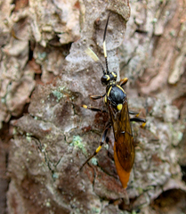 Protichneumon pisorius