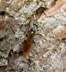 Protichneumon pisorius
