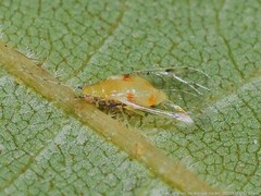 Monellia microsetosa