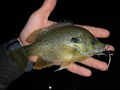 Lepomis macrochirus × cyanellus