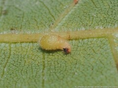 Caryomyia eumaris