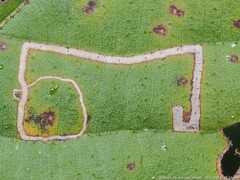 Stigmella betulicola