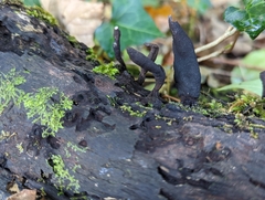 Xylaria longipes