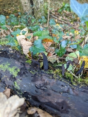 Xylaria longipes
