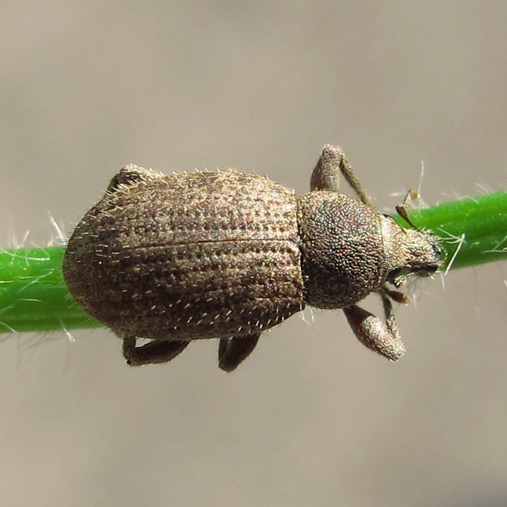Anametis