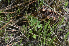 Acmispon denticulatus