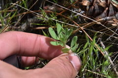 Acmispon denticulatus