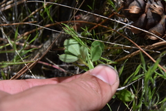 Acmispon denticulatus