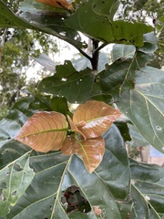 Coccoloba diversifolia