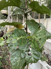 Coccoloba diversifolia
