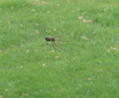 Araneus cavaticus