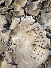 Umbilicaria muhlenbergii