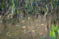 Utricularia foliosa