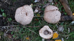 Leccinum duriusculum