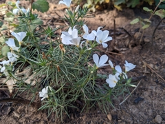 Leptosiphon floribundus