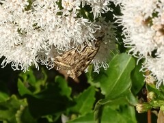 Loxostege cereralis