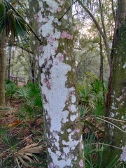 Herpothallon rubrocinctum