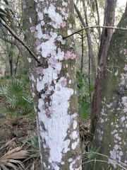 Herpothallon rubrocinctum