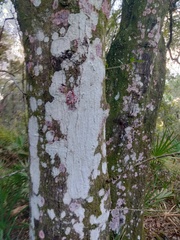 Herpothallon rubrocinctum