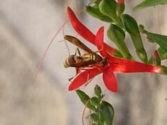 Polistes exclamans