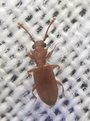 Silvanoprus scuticollis