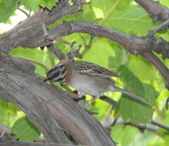 Zonotrichia capensis