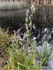 Philydrum lanuginosum