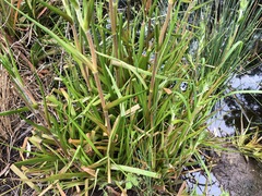 Philydrum lanuginosum