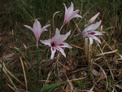 Gladiolus carneus