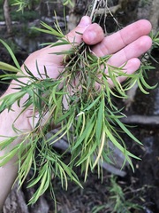 Melaleuca linariifolia