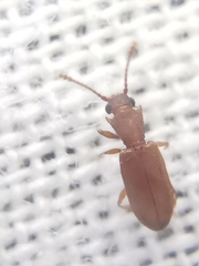 Silvanoprus scuticollis