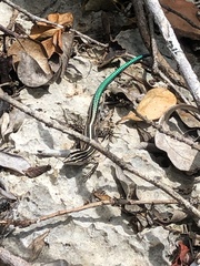Pholidoscelis wetmorei