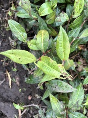 Persicaria dichotoma