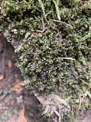 Mniaceae