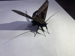 Ischyja manlia